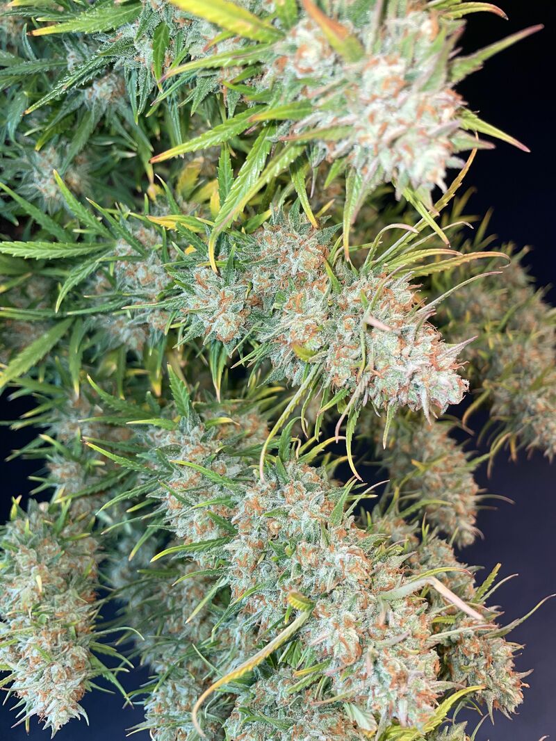 Pound Cake Auto, Фасовка: 1, изображение 49